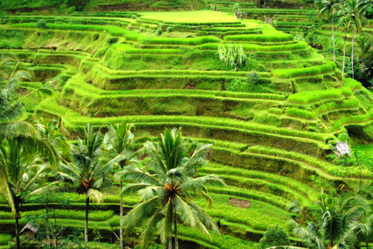 Ubud Rice Terrace